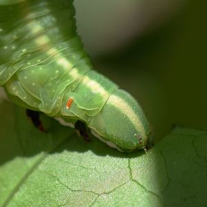Close-up of insect on leaf