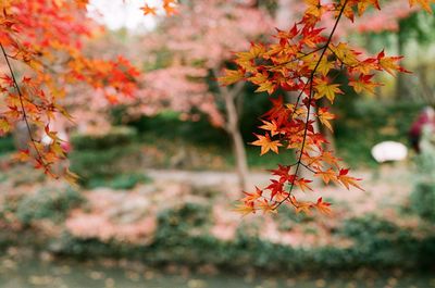 Close-up of maple tree during autumn