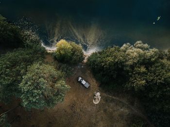 High angle view of plants and trees in forest