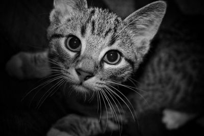 Close-up portrait of cat