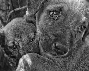 Close-up portrait of puppy