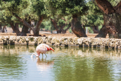 Ducks in a lake