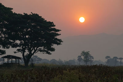 Silhouette trees on field against sky at sunset