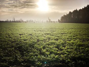 Scenic view of field against sky