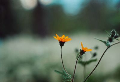 Close-up of yellow flowers blooming outdoors