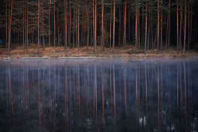 Trees reflecting on calm lake at forest