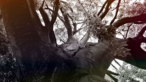 Low angle view of bare tree against sky