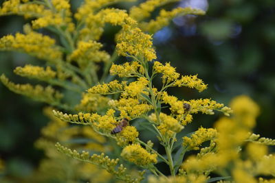 Close-up of yellow flowering plant