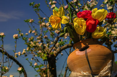 Close-up of yellow flowering plant against sky