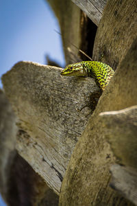 Close-up of lizard on tree