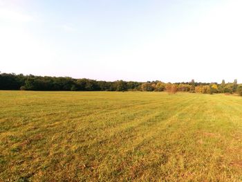 Scenic view of agricultural field against clear sky