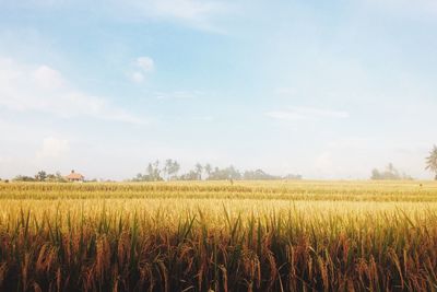 Scenic view of field against sky