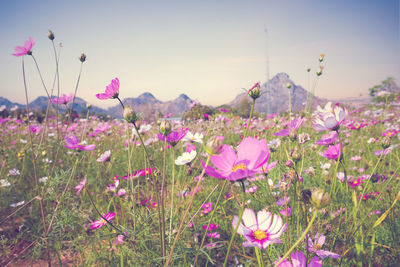 Close-up of pink cosmos flowers on field