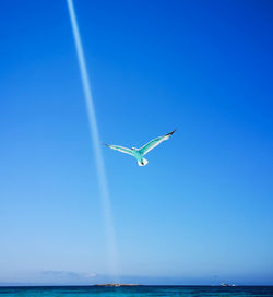 Seagull flying over sea against clear blue sky