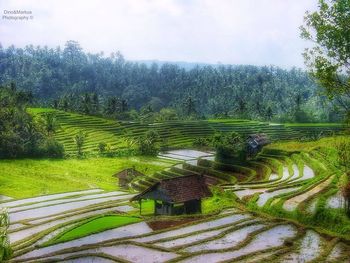 Scenic view of rural landscape