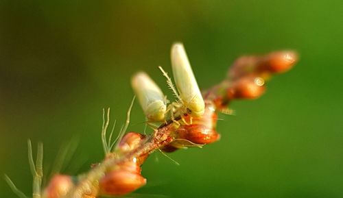 Close-up of insect on flower