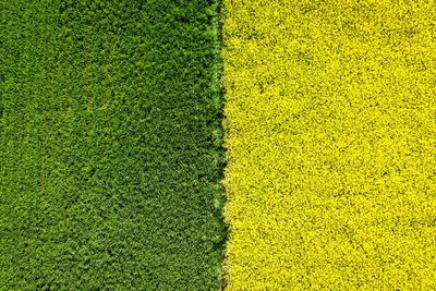 High angle view of yellow flower on field