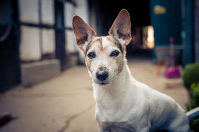 Close-up portrait of dog looking at camera