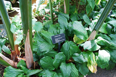 High angle view of fresh plants in farm