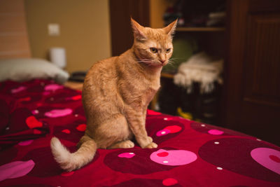 Cat sitting on table at home