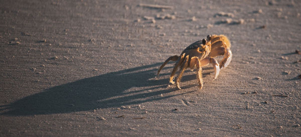 Close-up of spider on sand