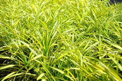 Full frame shot of fresh green field