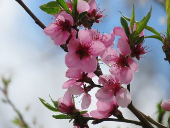 Close-up of pink cherry blossom