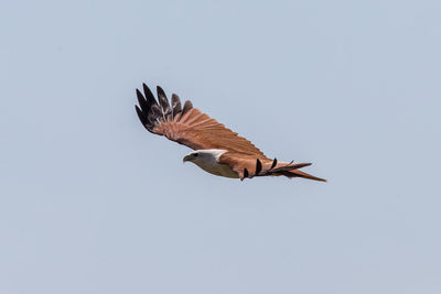 Low angle view of eagle flying against clear sky