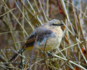 Close-up of a bird perching on branch