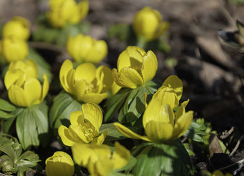 Close-up of yellow flowering plants