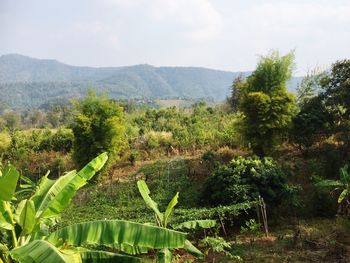 Scenic view of mountains