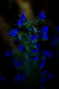 Close-up of purple flowers