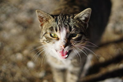 Close-up portrait of cat standing on ground