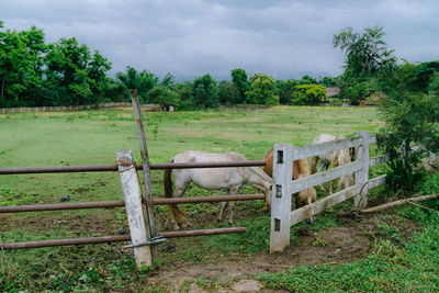 Fence on field by trees against sky