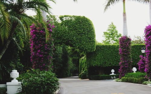 Trees and plants in park