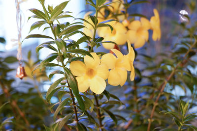 Close-up of yellow flowering plant