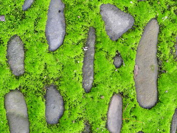 High angle view of moss covered rocks