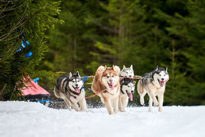 View of dogs on snow covered land