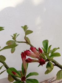 Close-up of pink flowering plant