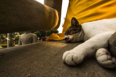 Close-up of cat sleeping