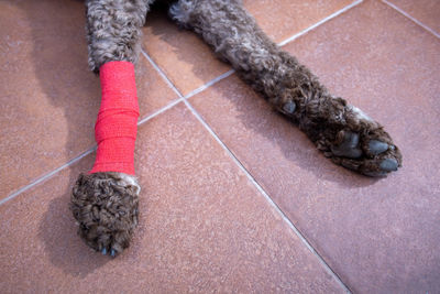 High angle view of rope on floor