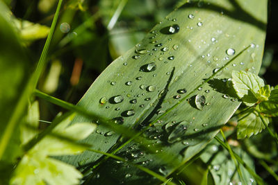 Close-up of wet plant