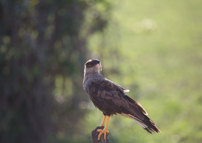 Closeup of crested caracara caracara plancus sitting on tree stump pantanal, brazil.