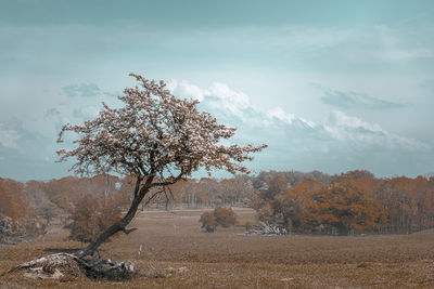 Tree on field against sky during autumn