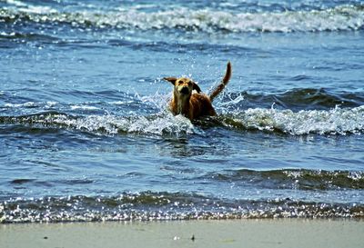 Dog swimming in sea