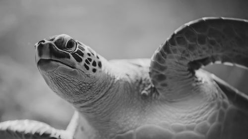 Close-up of turtle