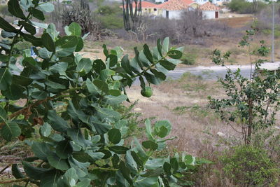 Plants growing on field