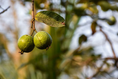 Guava is a common tropical fruit cultivated in many tropical and subtropical regions.