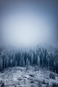 Pine trees in forest during winter against sky