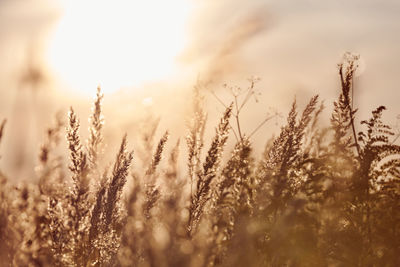 Calamagrostis epigejos bushgrass. wood small-reed grass in field. beautiful sunny landscape